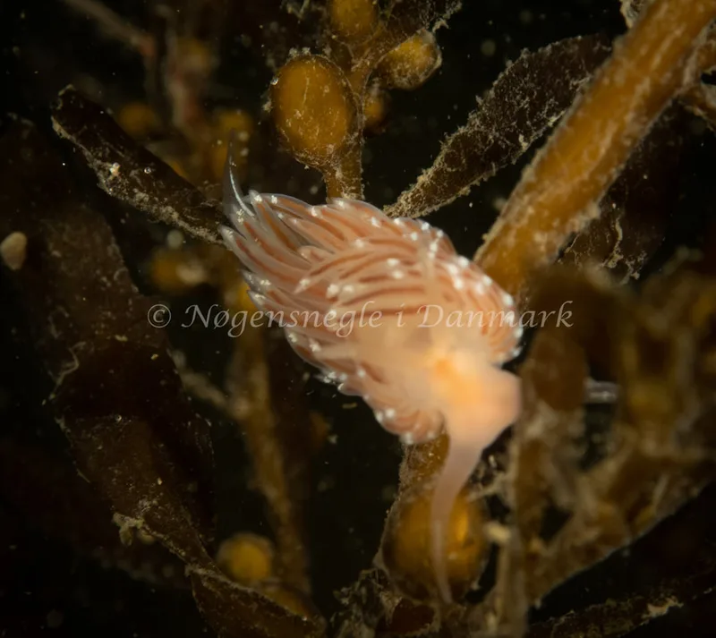 Facelina bostoniensis - Ammoniakhavnen - Foto: Søren Skov Nielsen
