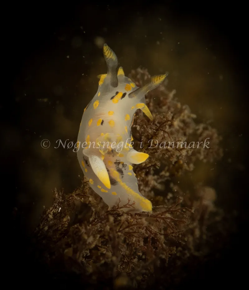 Polycera quadrilineata - Ammoniakhavnen - Foto: Søren Skov Nielsen