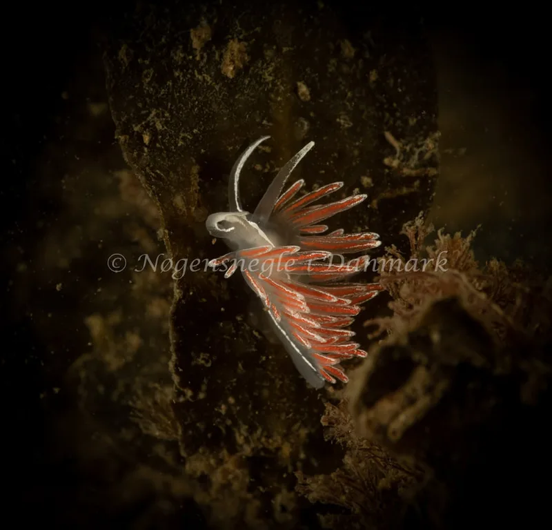 Gulenia monicae - Ammoniakhavnen - Foto: Søren Skov Nielsen