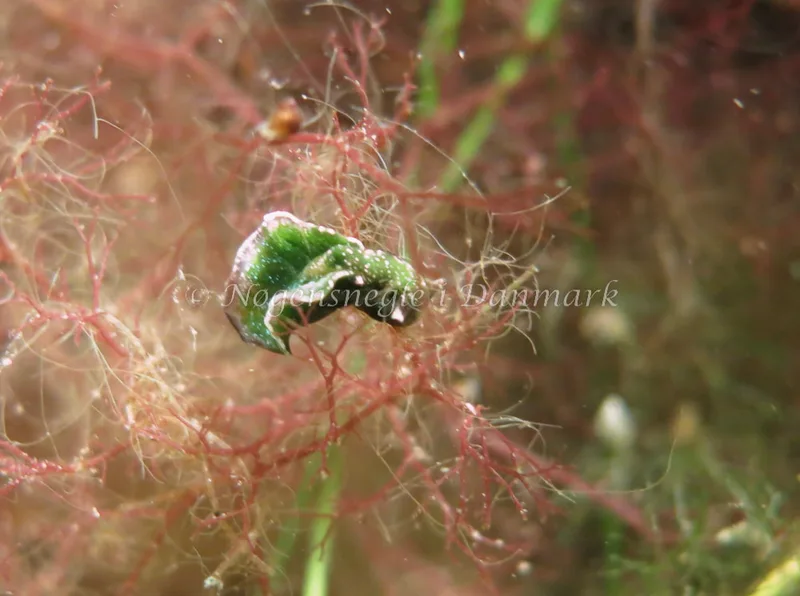 Elysia viridis - Tandstumpen, Frederikssund - Foto: Lina Knuth-Winterfeldt