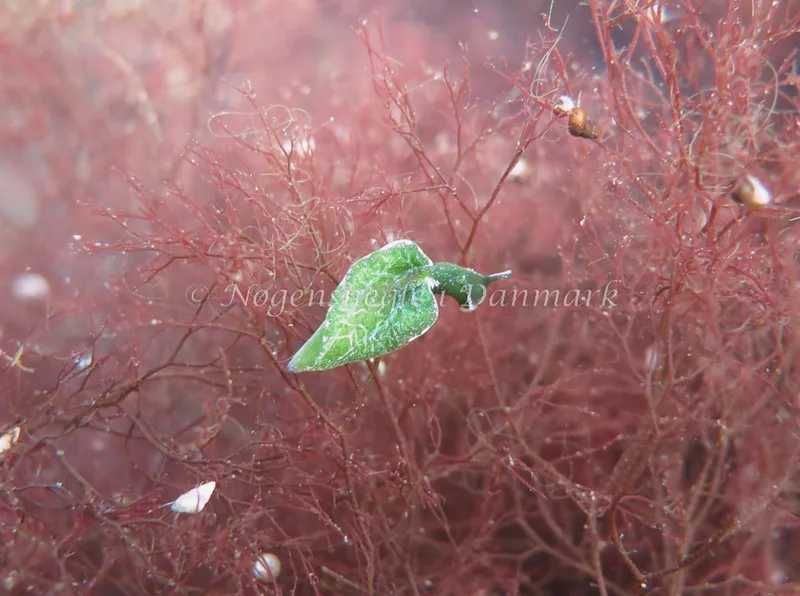 Elysia viridis - Tandstumpen, Frederikssund - Foto: Lina Knuth-Winterfeldt