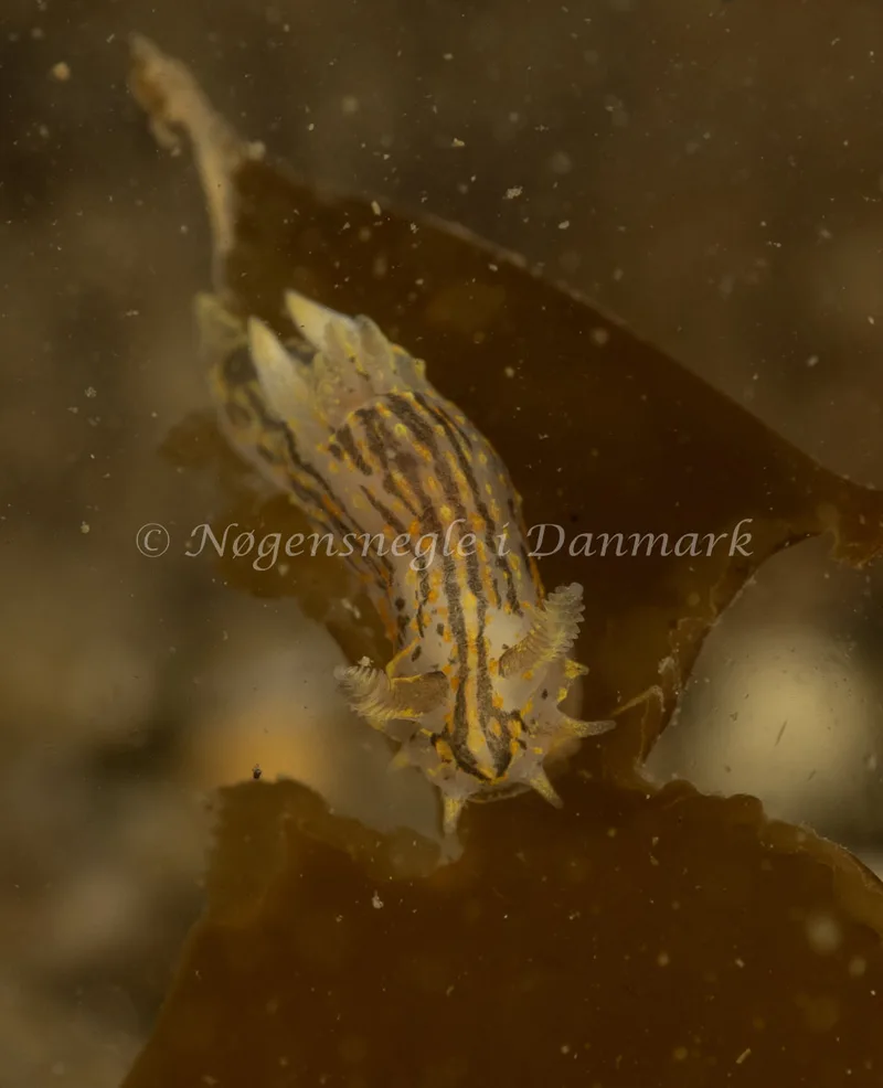 Polycera quadrilineata - Ammoniakhavnen - Foto: Søren Skov Nielsen