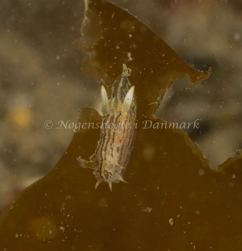 Polycera quadrilineata - Ammoniakhavnen - Foto: Søren Skov Nielsen