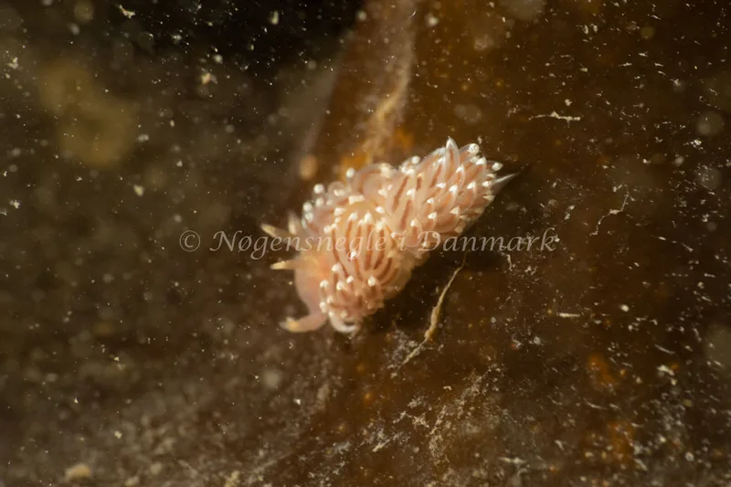 Facelina bostoniensis - Ammoniakhavnen - Foto: Søren Skov Nielsen