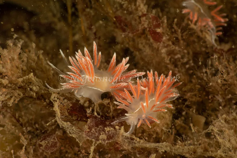 Gulenia monicae - Ammoniakhavnen - Foto: Søren Skov Nielsen