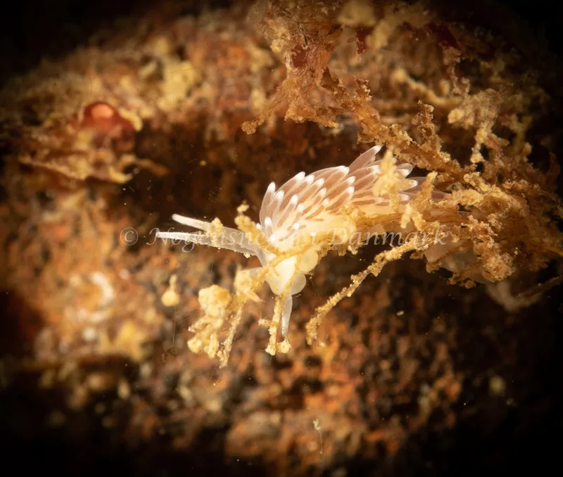 Cuthonella concinna - Ammoniakhavnen - Foto: Søren Skov Nielsen