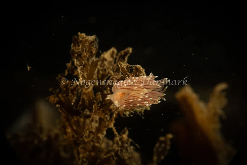 Facelina bostoniensis - Ammoniakhavnen - Foto: Søren Skov Nielsen
