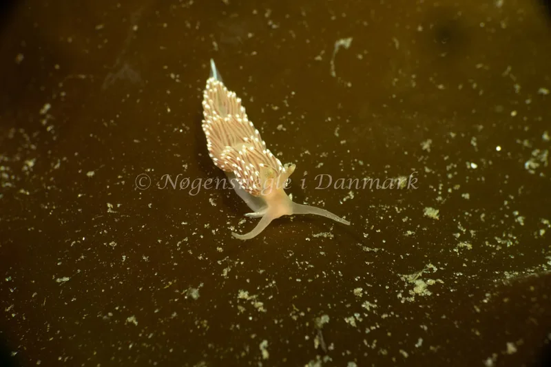 Facelina cf bostoniensis - Natomolen - Foto: Søren Skov Nielsen