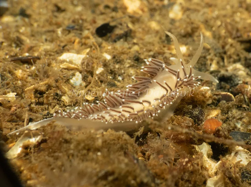 Coryphella verrucosa rufibranchialis - Natomolen - Foto: Søren Skov Nielsen