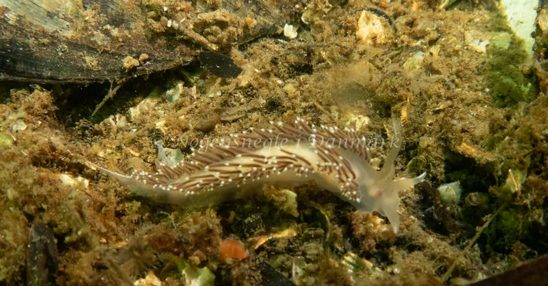 Coryphella verrucosa rufibranchialis - Natomolen - Foto: Søren Skov Nielsen