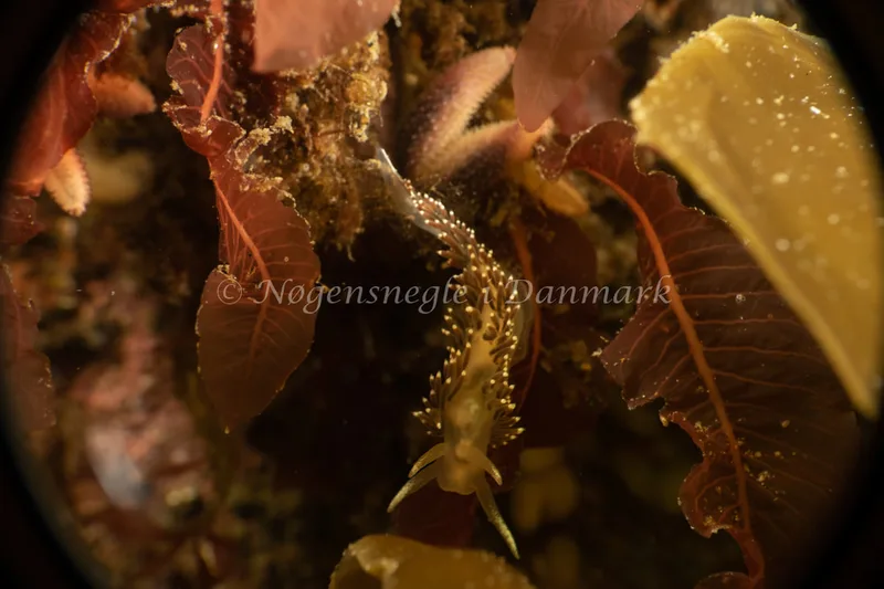 Coryphella verrucosa rufibranchialis - Natomolen - Foto: Søren Skov Nielsen