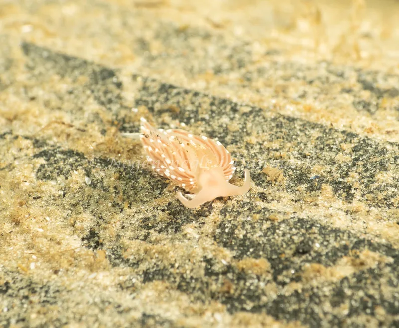 Facelina bostoniensis - Natomolen - Foto: Søren Skov Nielsen