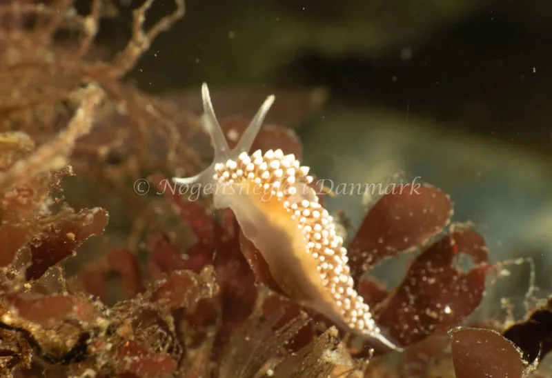 Coryphella verrucosa - Natomolen - Foto: Søren Skov Nielsen