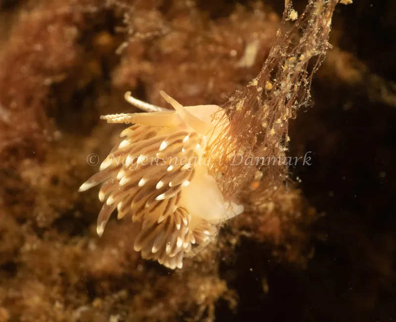 Facelina bostoniensis - Natomolen - Foto: Søren Skov Nielsen
