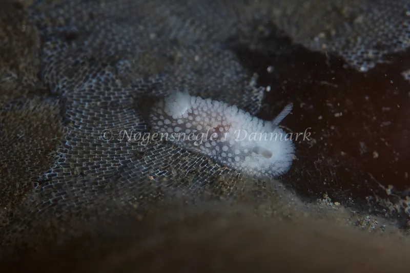 Onchidoris muricata - Ammoniakhavnen - Foto: Ole E. Rasmussen