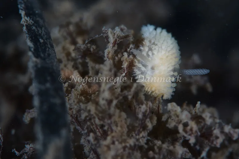 Onchidoris muricata - Knudshoved Færgehavn - Foto: Ole E. Rasmussen