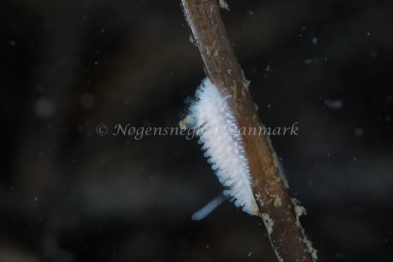 Onchidoris muricata - Knudshoved Færgehavn - Foto: Ole E. Rasmussen