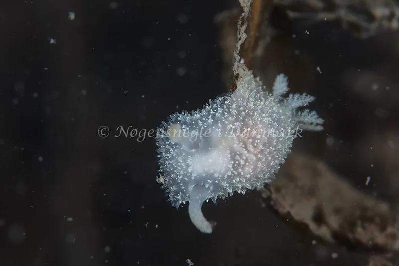 Acanthodoris pilosa - Knudshoved Færgehavn - Foto: Ole E. Rasmussen