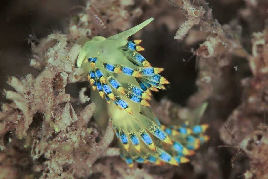 Trinchesia cuanensis med rækker af kølleformede cerata, grønsort tarmgren, blåt midterbånd og gule/orange spidser.