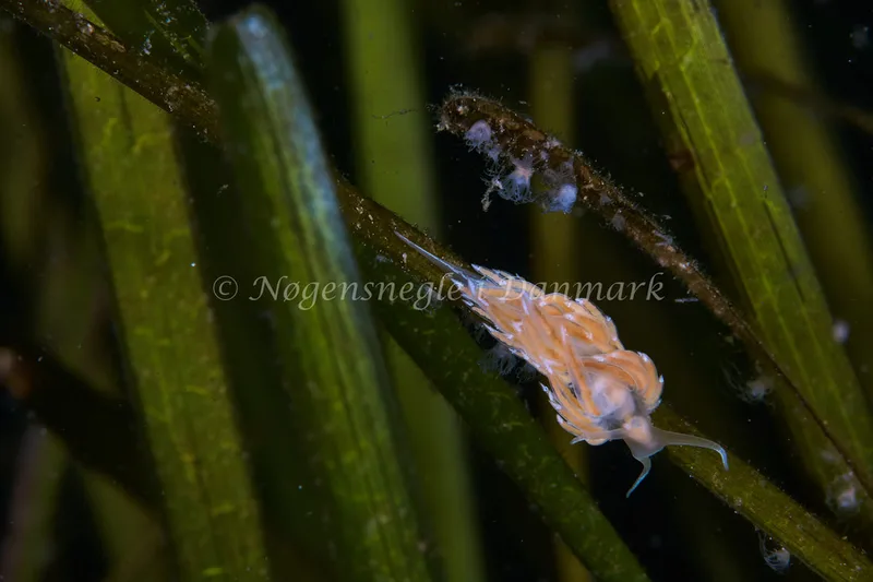 Facelina cf. bostoniensis - Munkholmbroen - Foto: Ole E. Rasmussen
