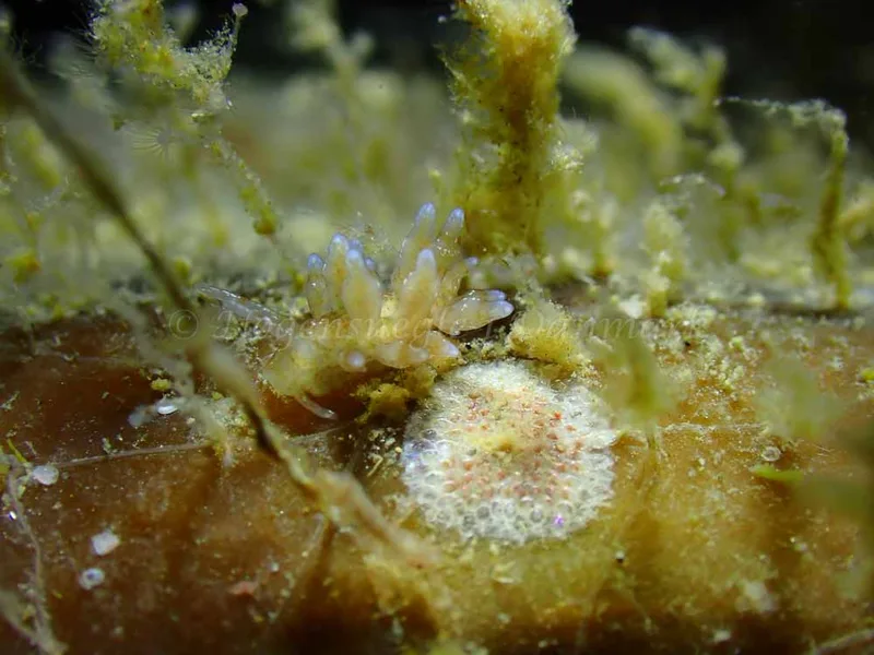Eubranchus rupium - Ammoniakhavnen - Foto: Laurits Larsen