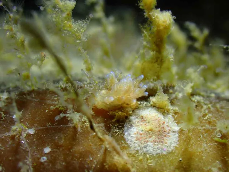 Eubranchus rupium - Ammoniakhavnen - Foto: Laurits Larsen