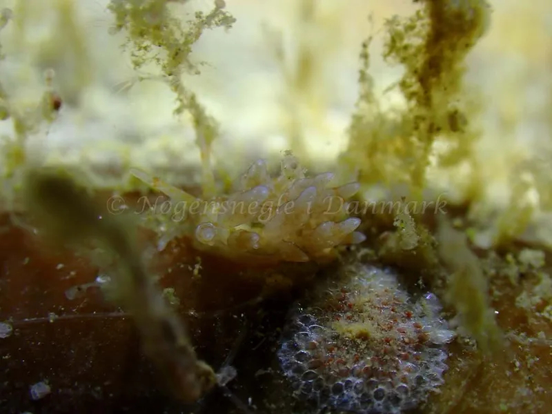 Eubranchus rupium - Ammoniakhavnen - Foto: Laurits Larsen