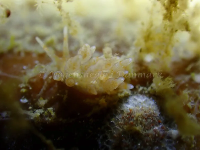 Eubranchus rupium - Ammoniakhavnen - Foto: Laurits Larsen