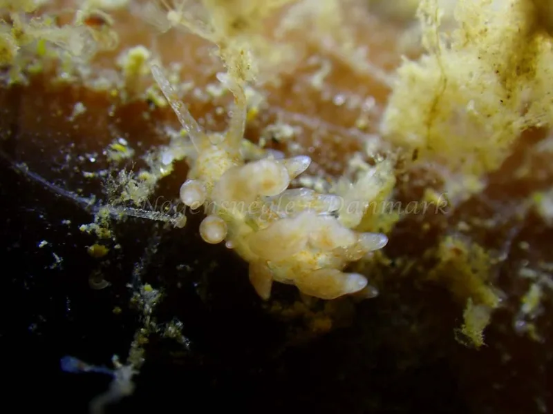 Eubranchus rupium - Ammoniakhavnen - Foto: Laurits Larsen