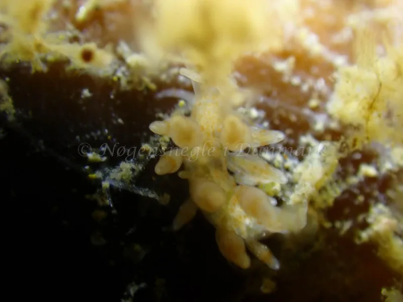 Eubranchus rupium - Ammoniakhavnen - Foto: Laurits Larsen
