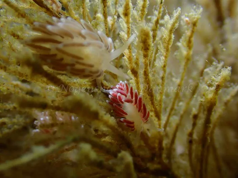 Cuthonella concinna - Ammoniakhavnen - Foto: Laurits Larsen