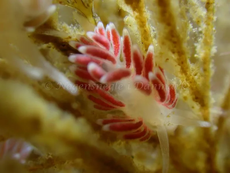 Cuthonella concinna - Ammoniakhavnen - Foto: Laurits Larsen