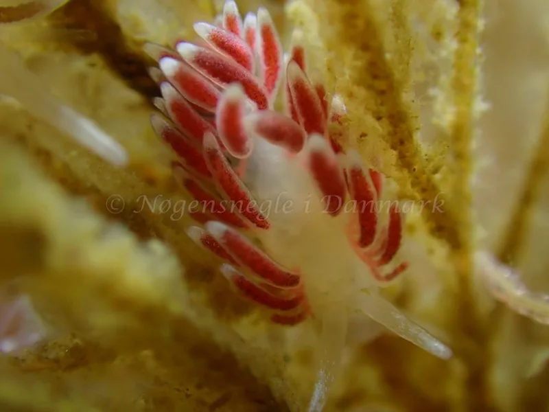 Cuthonella concinna - Ammoniakhavnen - Foto: Laurits Larsen