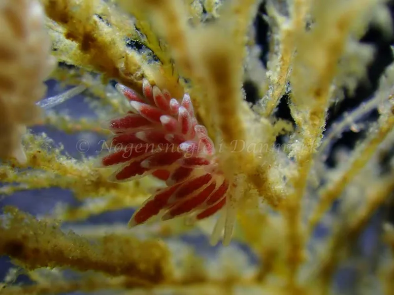 Cuthonella concinna - Ammoniakhavnen - Foto: Laurits Larsen