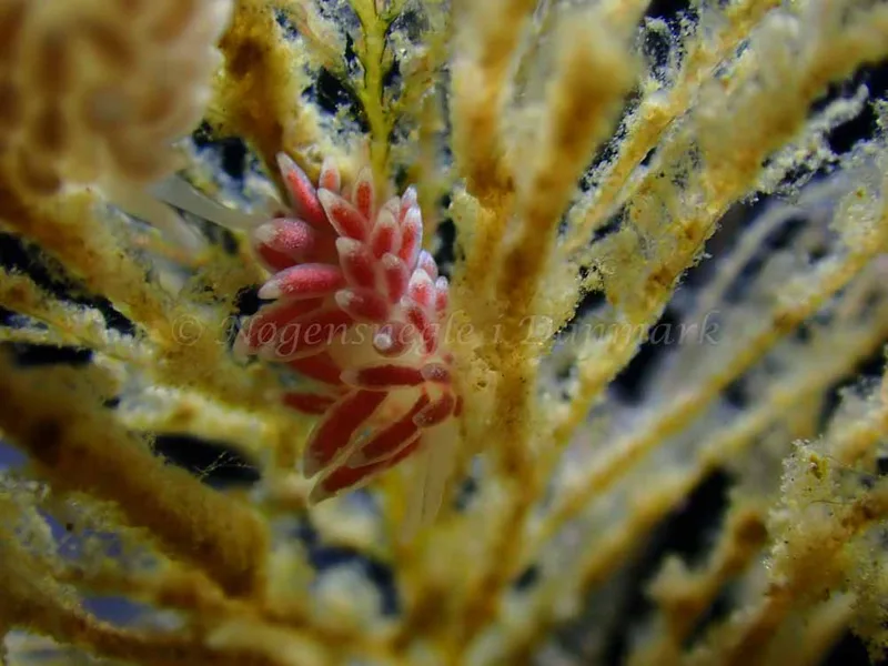Cuthonella concinna - Ammoniakhavnen - Foto: Laurits Larsen