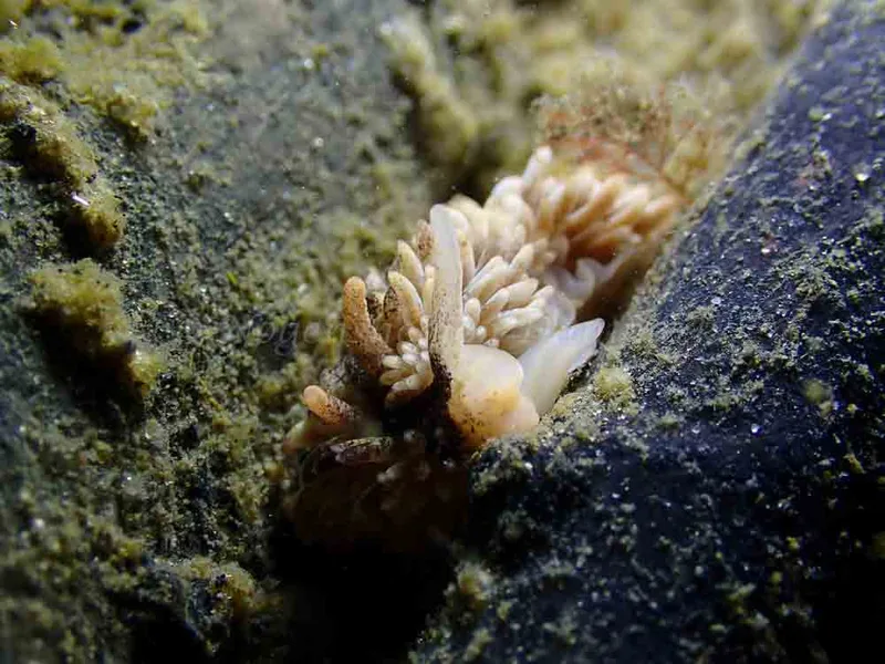 Aeolidia papillosa - Ammoniakhavnen - Foto: Laurits Larsen
