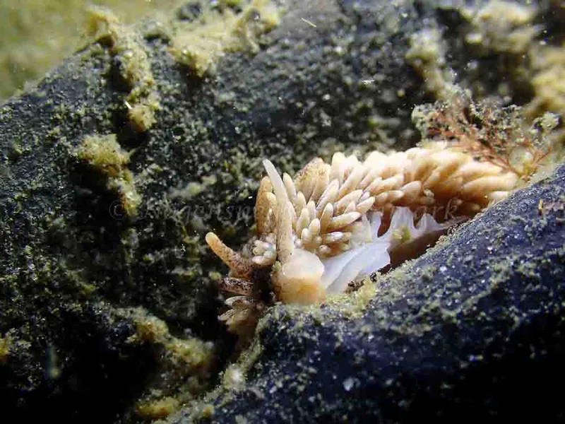 Aeolidia papillosa - Ammoniakhavnen - Foto: Laurits Larsen