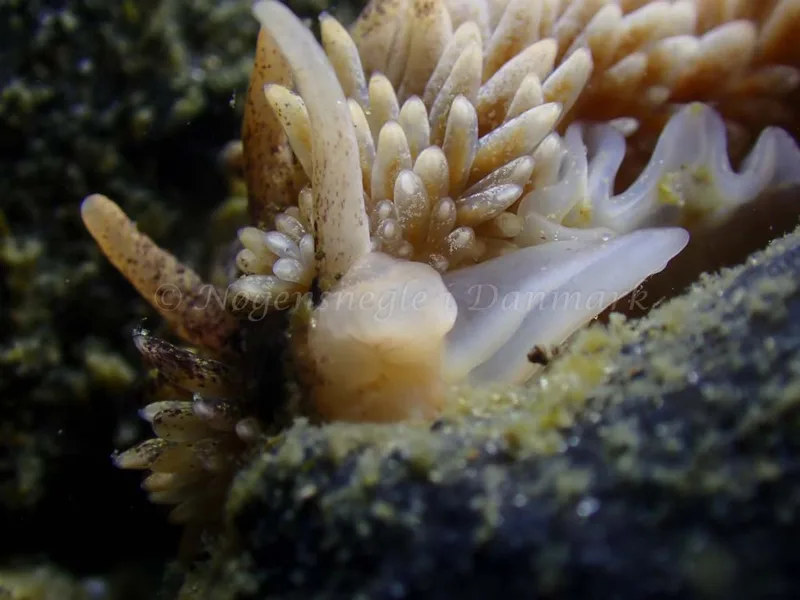 Aeolidia papillosa - Ammoniakhavnen - Foto: Laurits Larsen