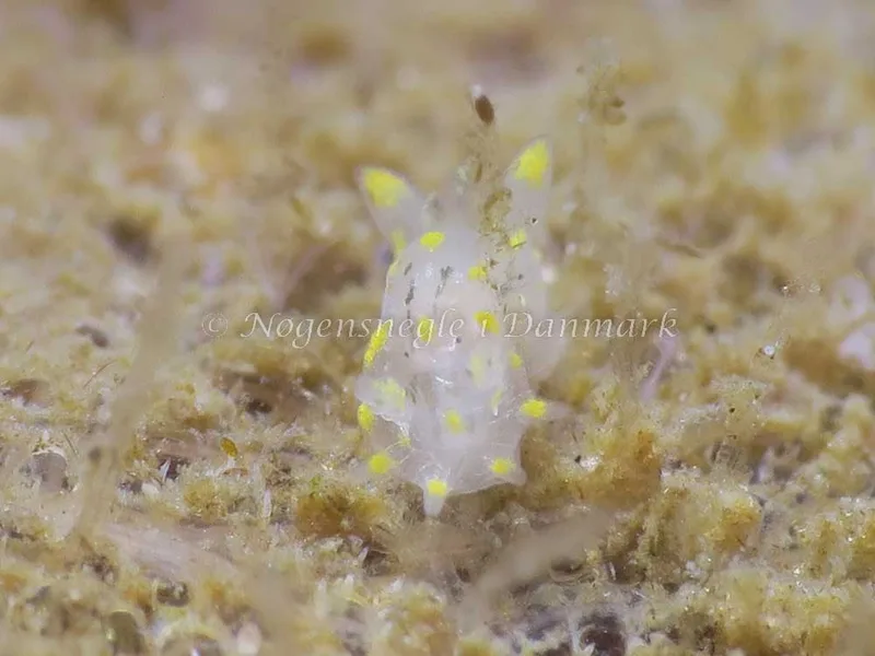 Billede af nøgensneglen Polycera quadrilineata - Strib Havn - Foto: HP Ølgaard