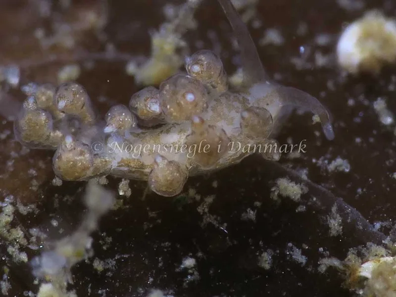 Billede af nøgensneglen Eubranchus exiguus - Strib Havn - Foto: HP Ølgaard