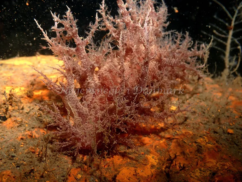 Dendronotus europaeus - Robert S/S (Vrag) - Foto: Kenneth Krull