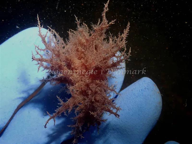 Dendronotus europaeus - Robert S/S (Vrag) - Foto: Kenneth Krull