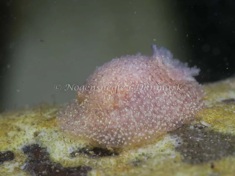 Billede af nøgensneglen Acanthodoris pilosa  - Strib Havn - Foto: HP Ølgaard