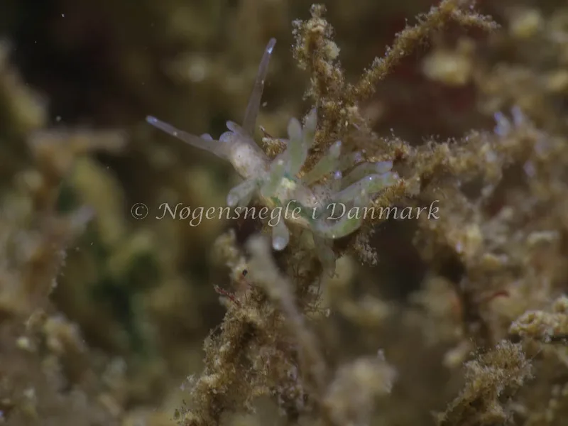 Billede af nøgensneglen Eubranchus rupium - Strib Havn - Foto: HP Ølgaard