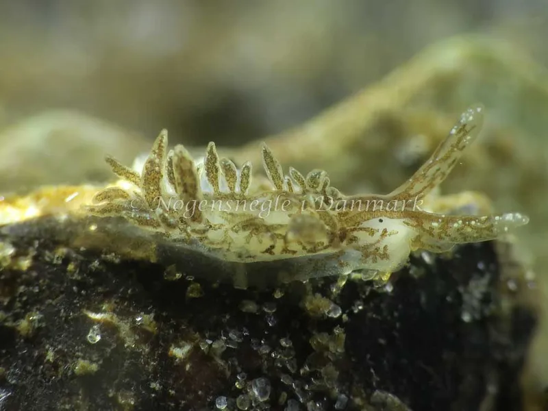 Billede af Saccoglossa Placida dendritica - Ammoniakhavnen - Foto: HP Ølgaard