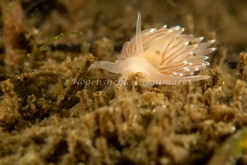Facelina cf bostoniensis - Kollund Lillestrand - Foto: Steen Absalon