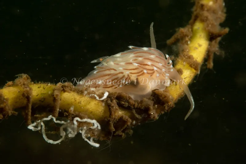 Facelina cf bostoniensis - Kollund Lillestrand - Foto: Steen Absalon