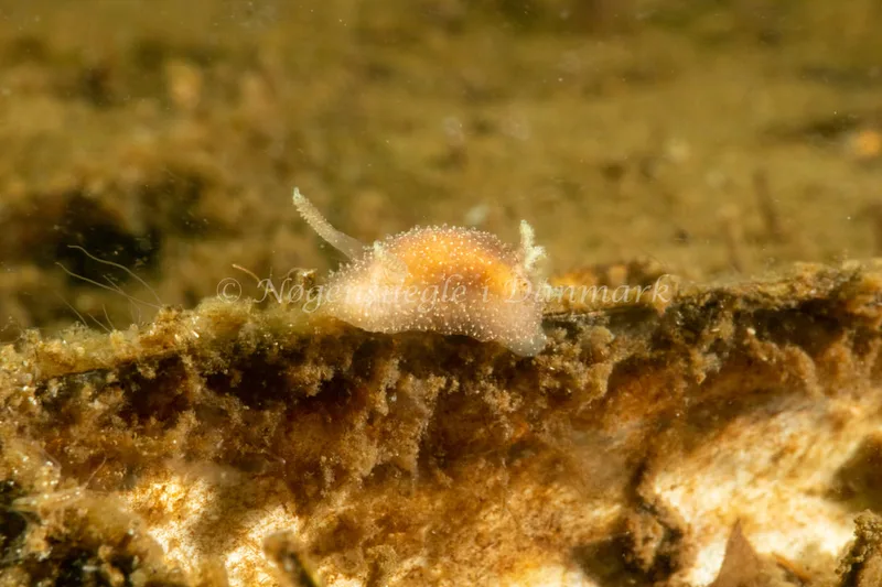 Acanthodoris pilosa - Kollund Lillestrand - Foto: Steen Absalon