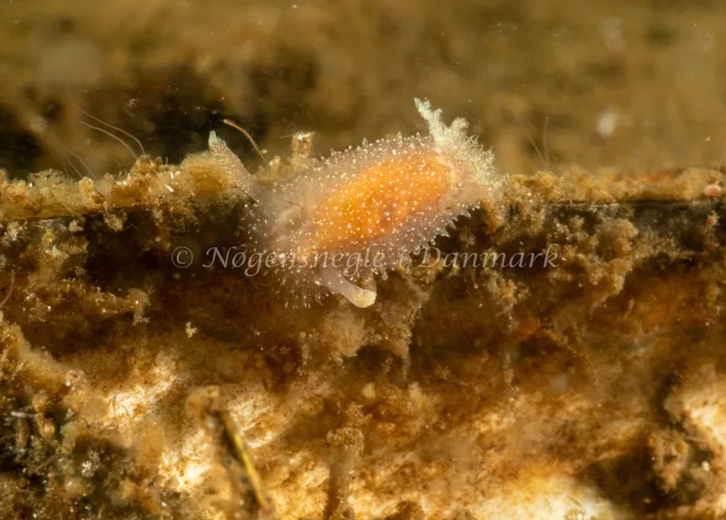 Acanthodoris pilosa - Kollund Lillestrand - Foto: Steen Absalon