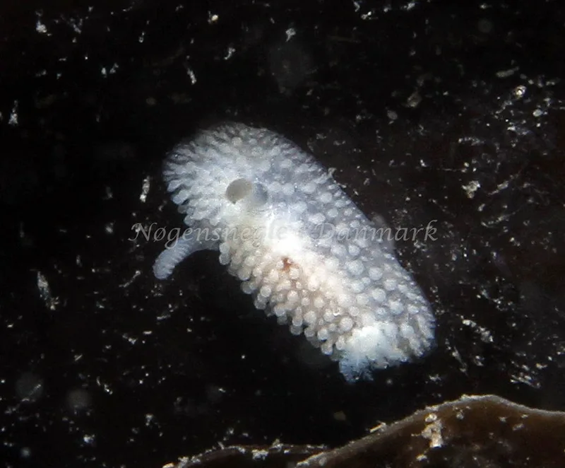 Onchidoris muricata - Søbadet - Foto: Kim Nygaard